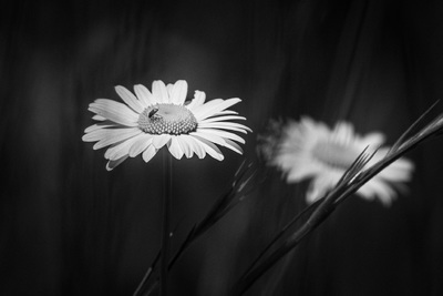 Black and White in Nature Photography